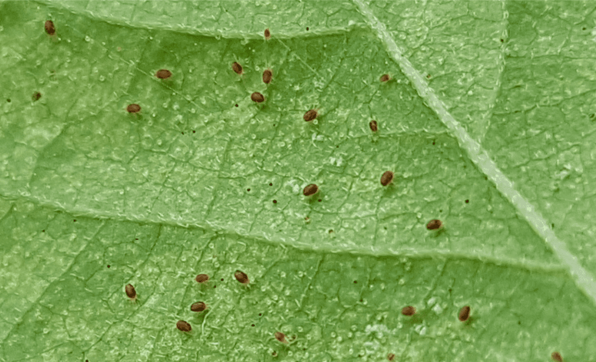 What do spider mites look like deals